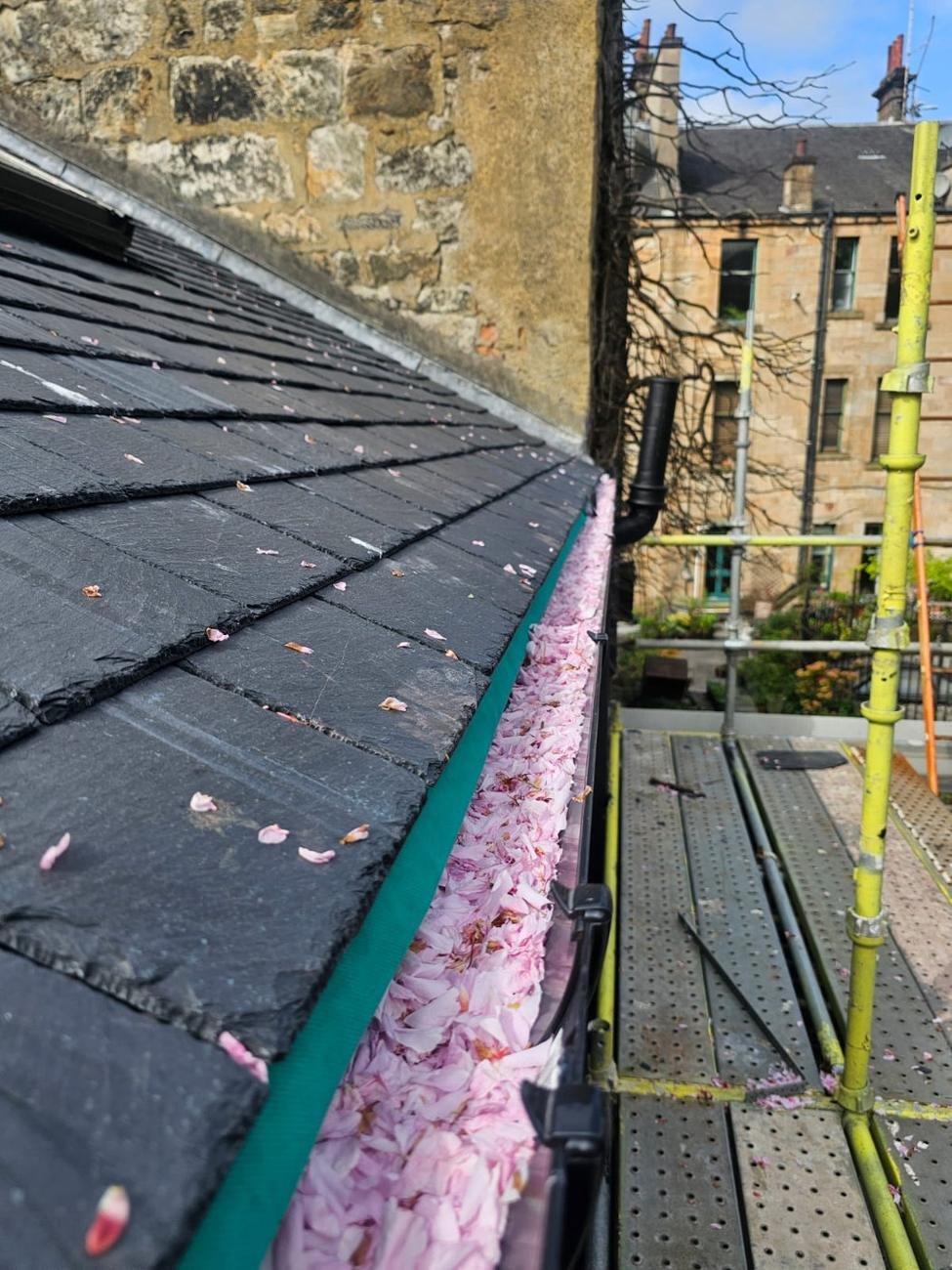 A rhone full of blossom petals beside a slate roof, seen from scaffolding
